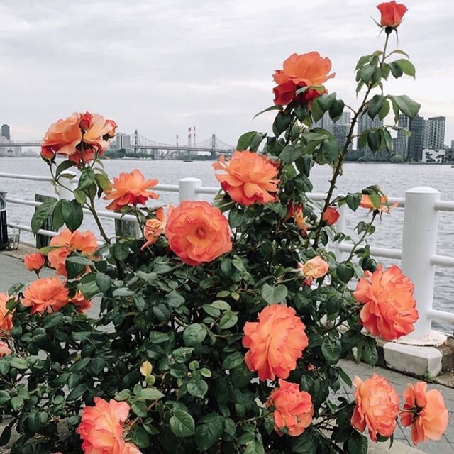 These beautiful roses made it on my stories a few days ago in one of my walks along the east river and just wanted to beautify my feed with them :) .
.
.
.
.
#springlove #boquet #meadow #instagood #newyorkcitylife #instaspring #photography #photoofth