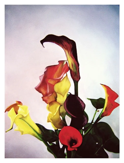 Study of Spring Calla Lilies