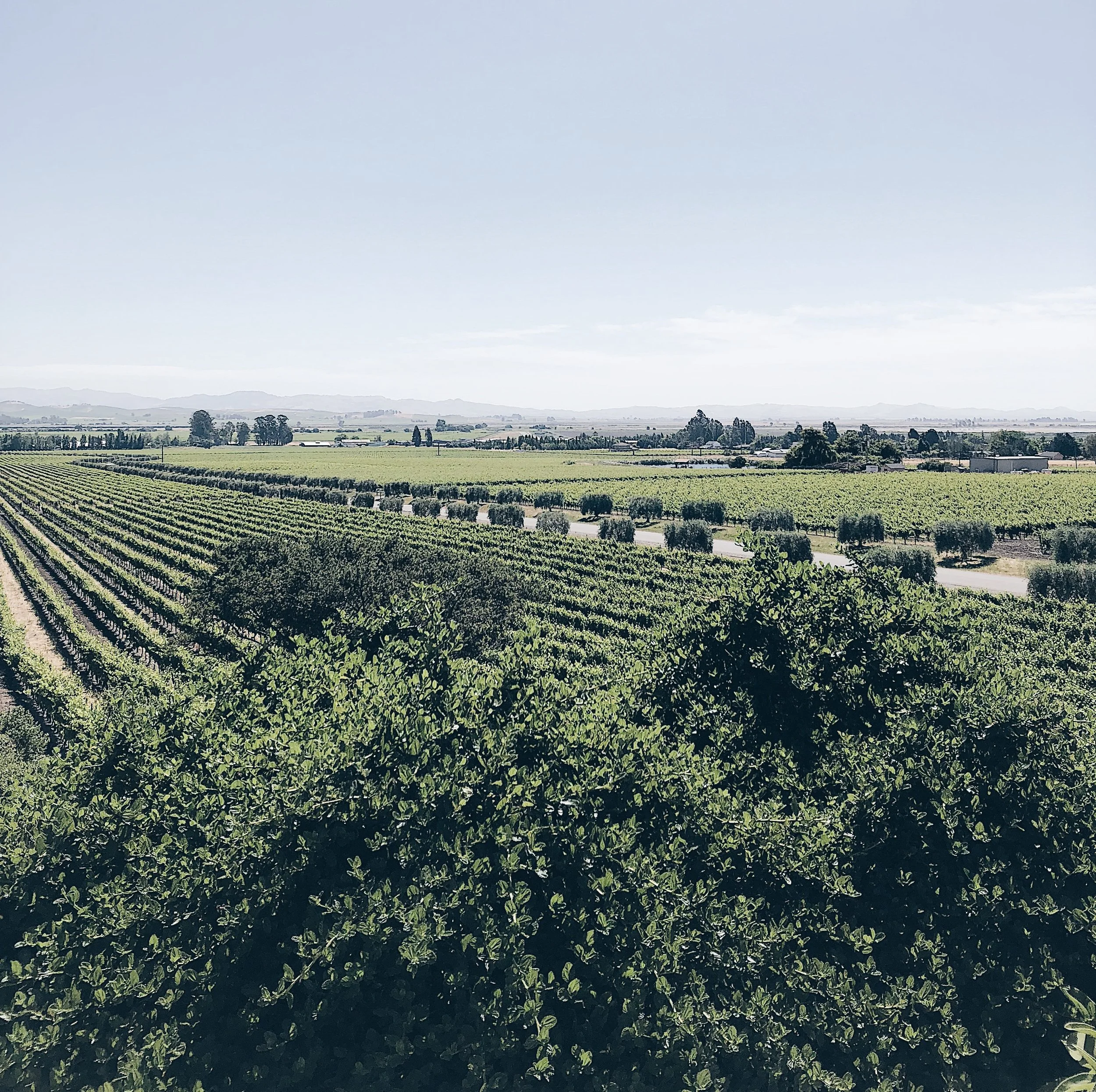 GraceNiu_Napa_GloriaFerrer1.jpg