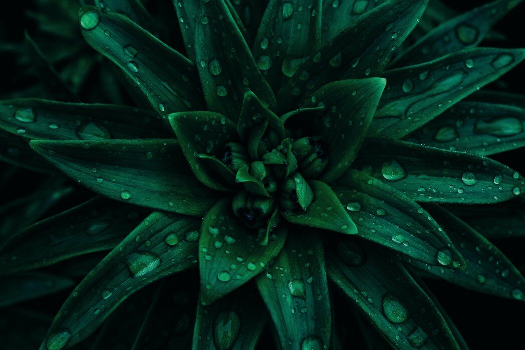 close-up-nature-view-of-green-leaf-texture-dark-wallpaper-concept-nature-background-dark-green-leaf_t20_WgwbL1.jpg