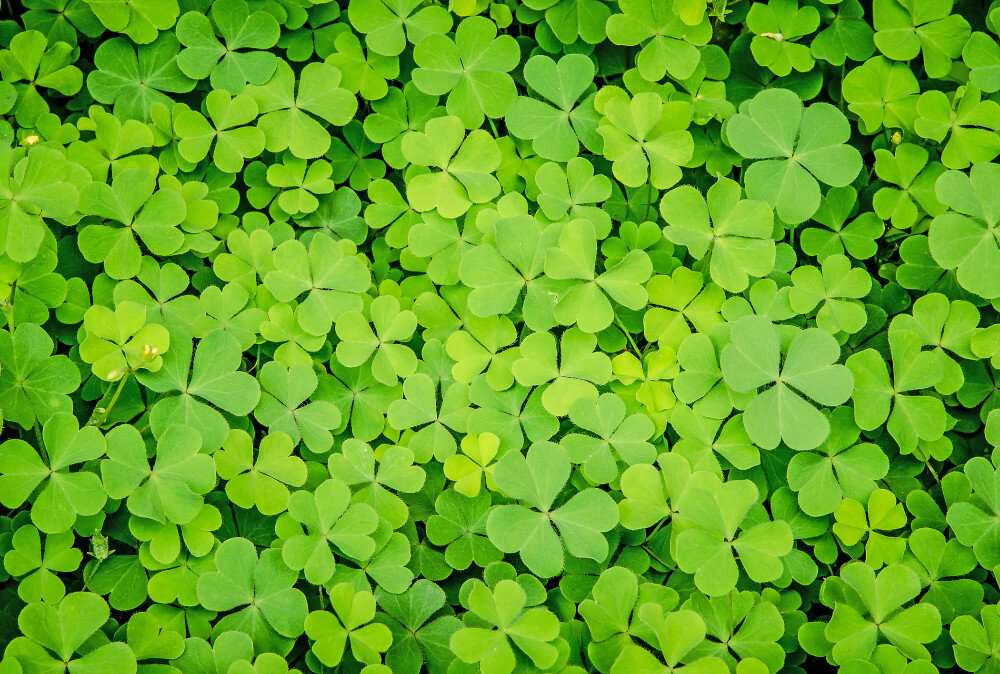 green-leaves-background_t20_pY37wd.jpg