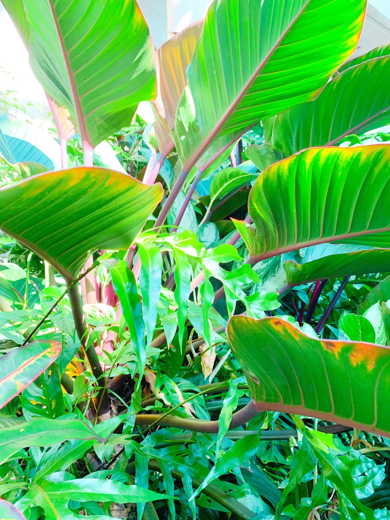 The Best Plant Nurseries in San Antonio — ellaequeue