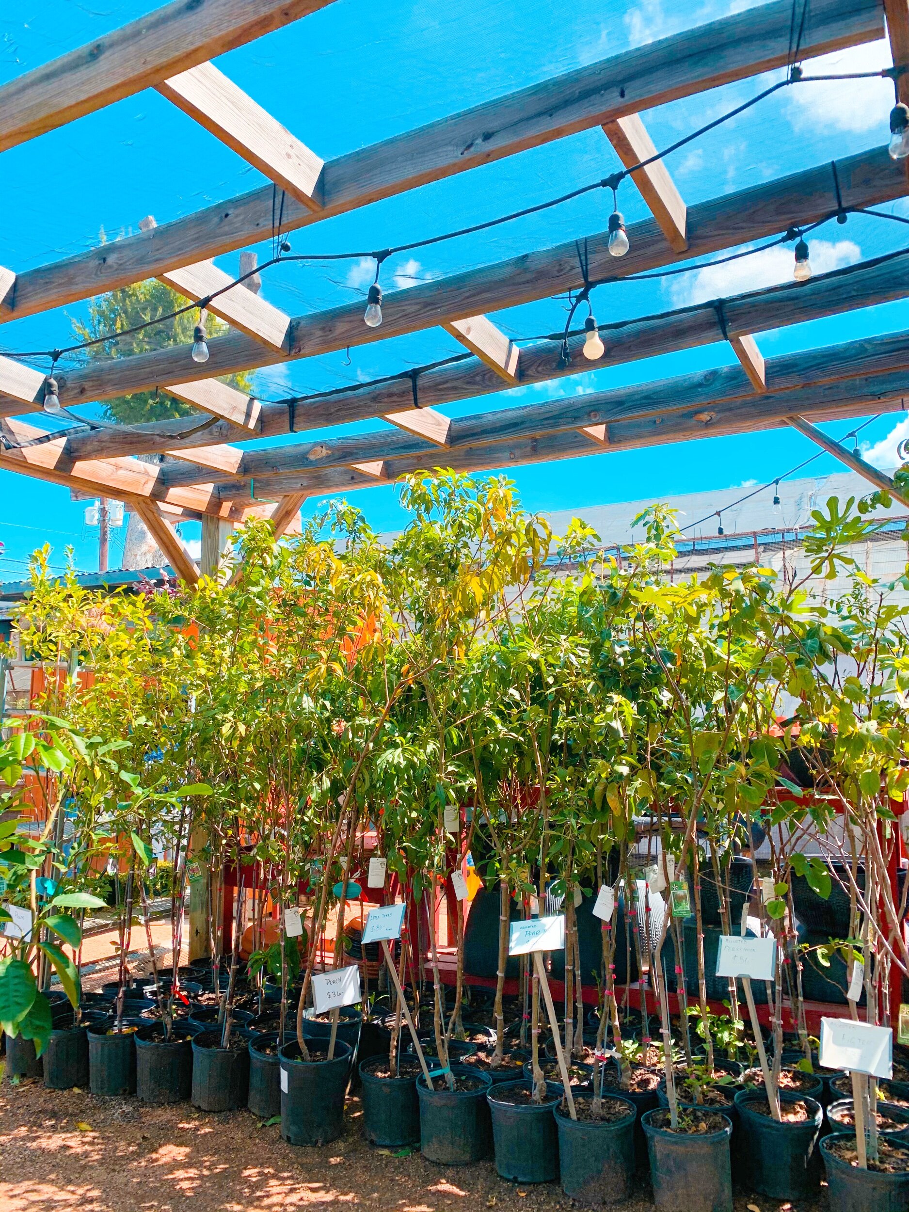 The Best Plant Nurseries In San Antonio Love List The Best Plant Nurseries In San Antonio
