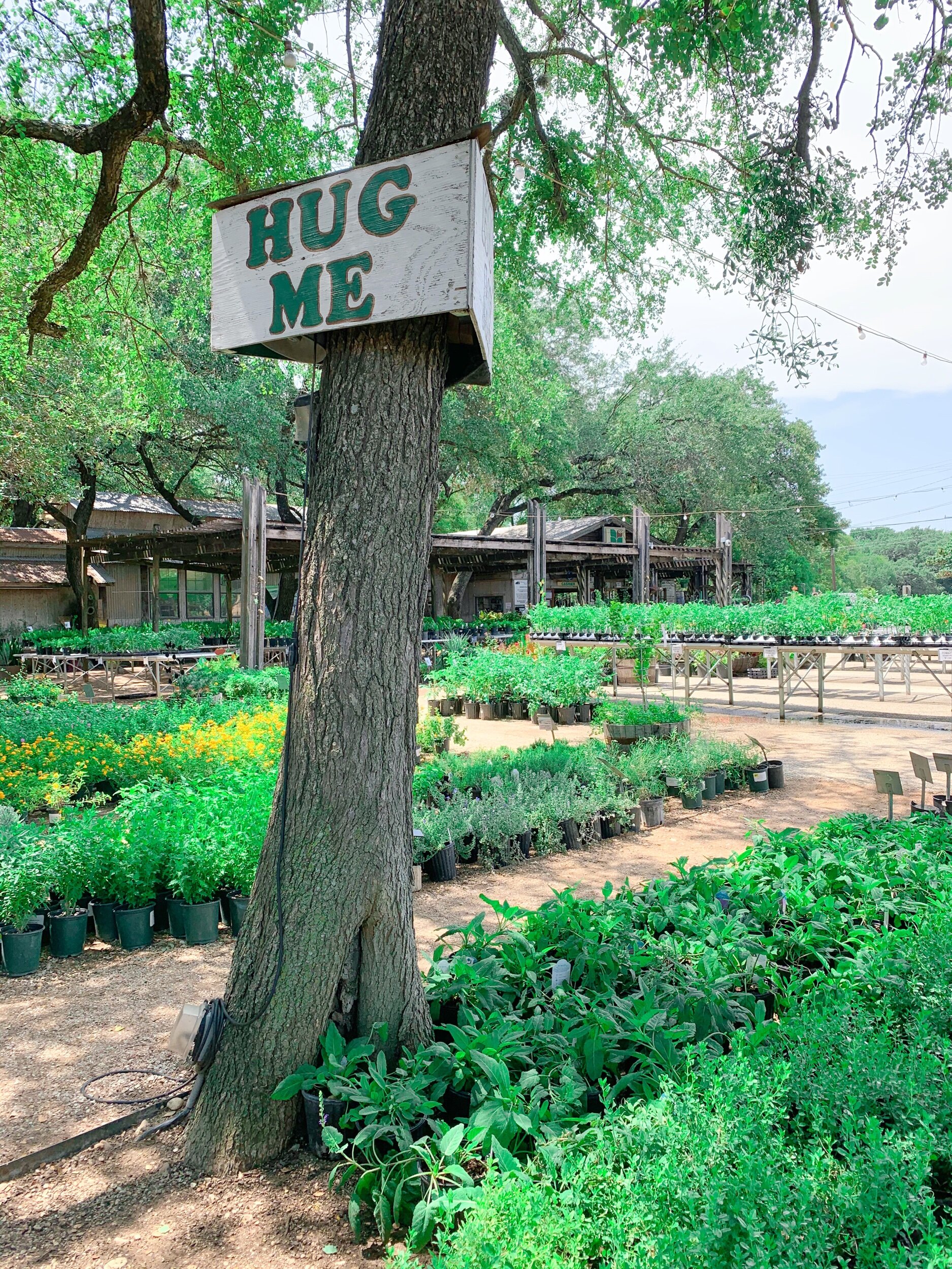 The Best Plant Nurseries In San Antonio Love List The Best Plant Nurseries In San Antonio