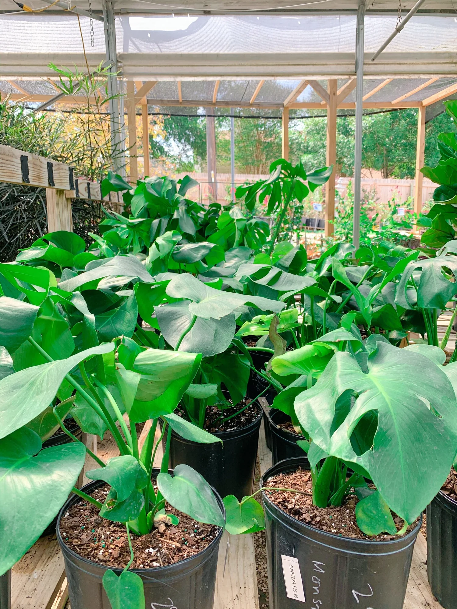 The Best Plant Nurseries in San Antonio — ellaequeue