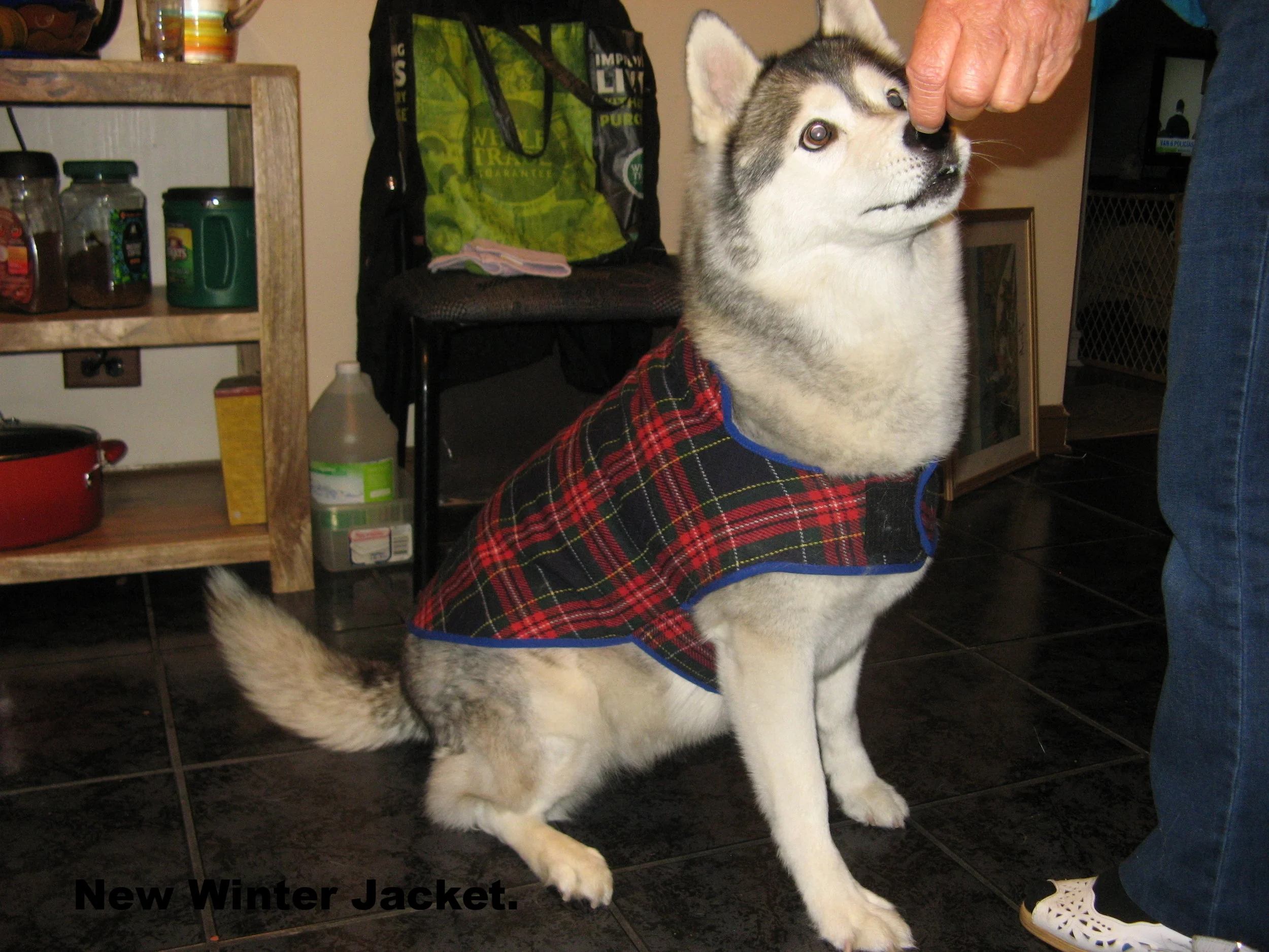 Winter Scottish Jacket