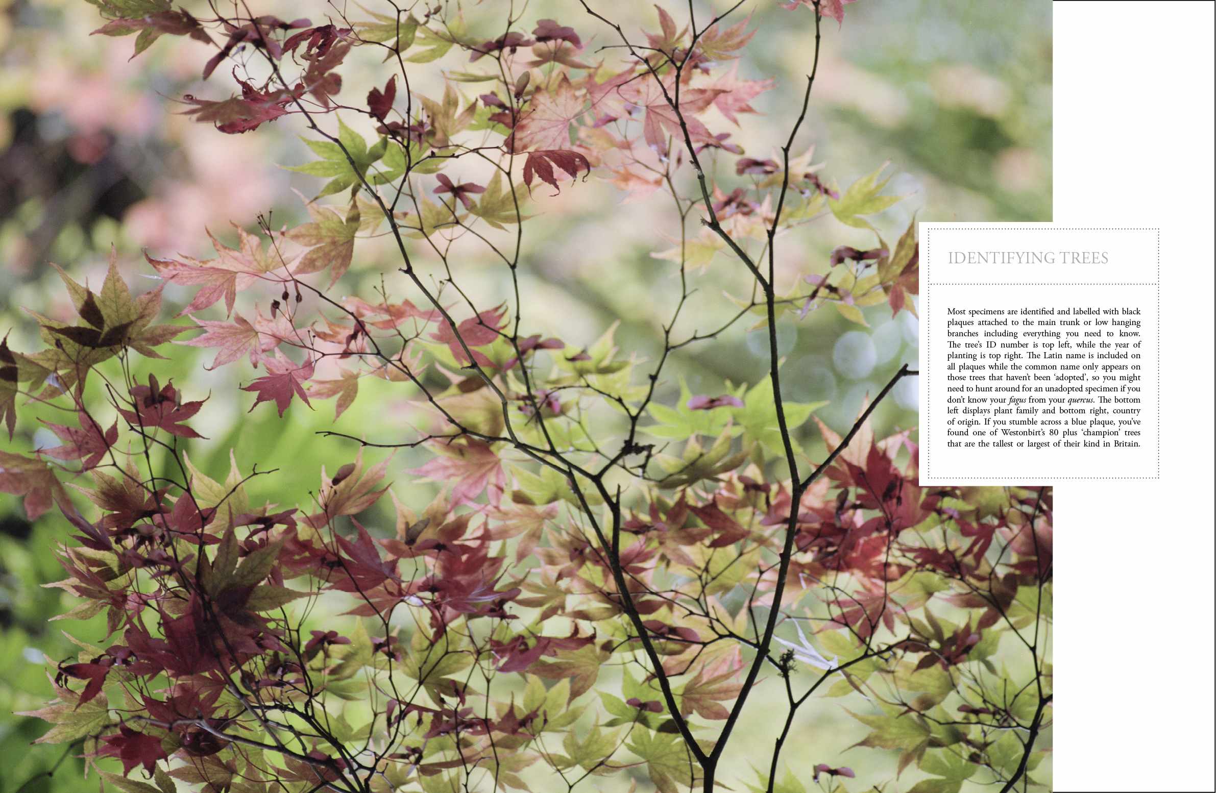 CEREAL_VOLUME1_SPREADS33.jpg
