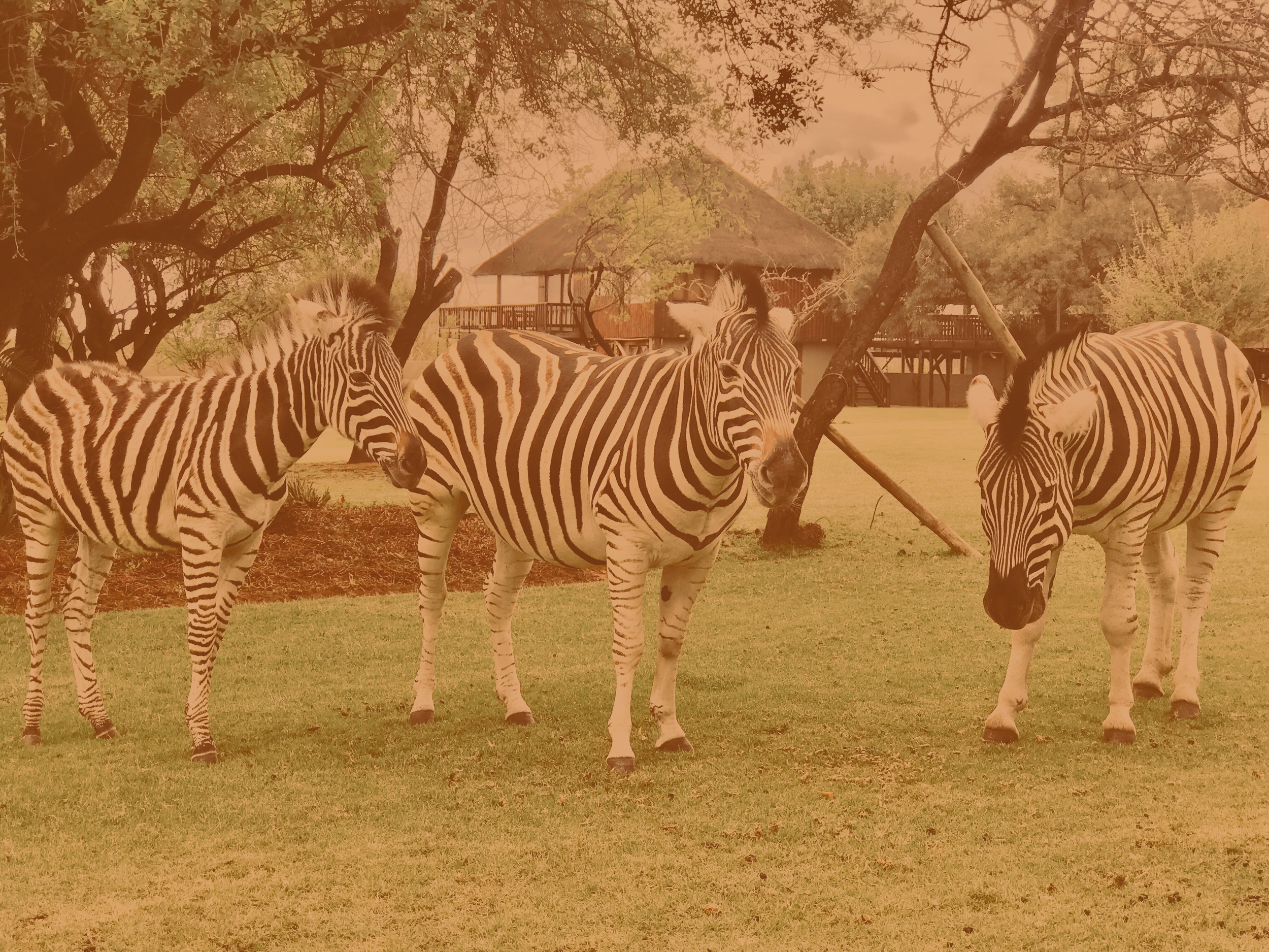 zebras.png