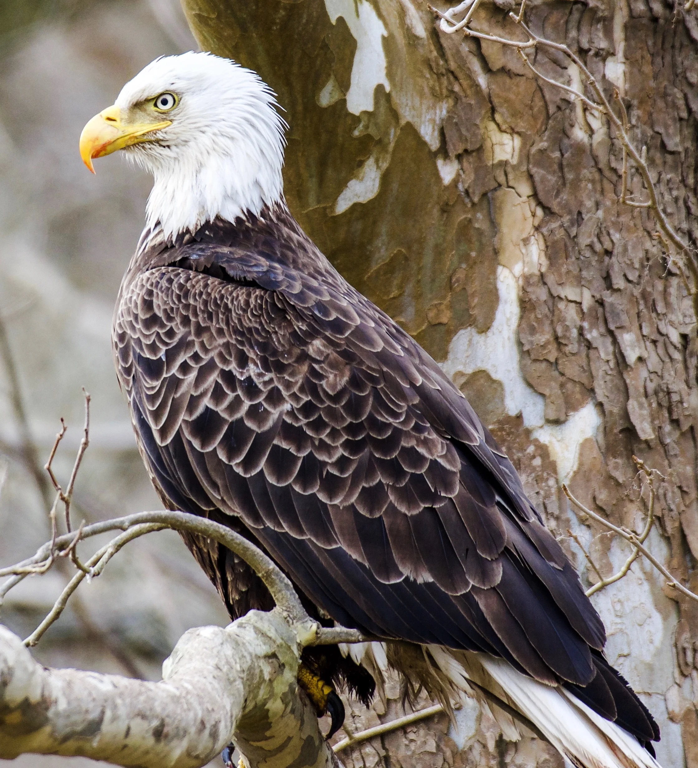 Bald Eagle