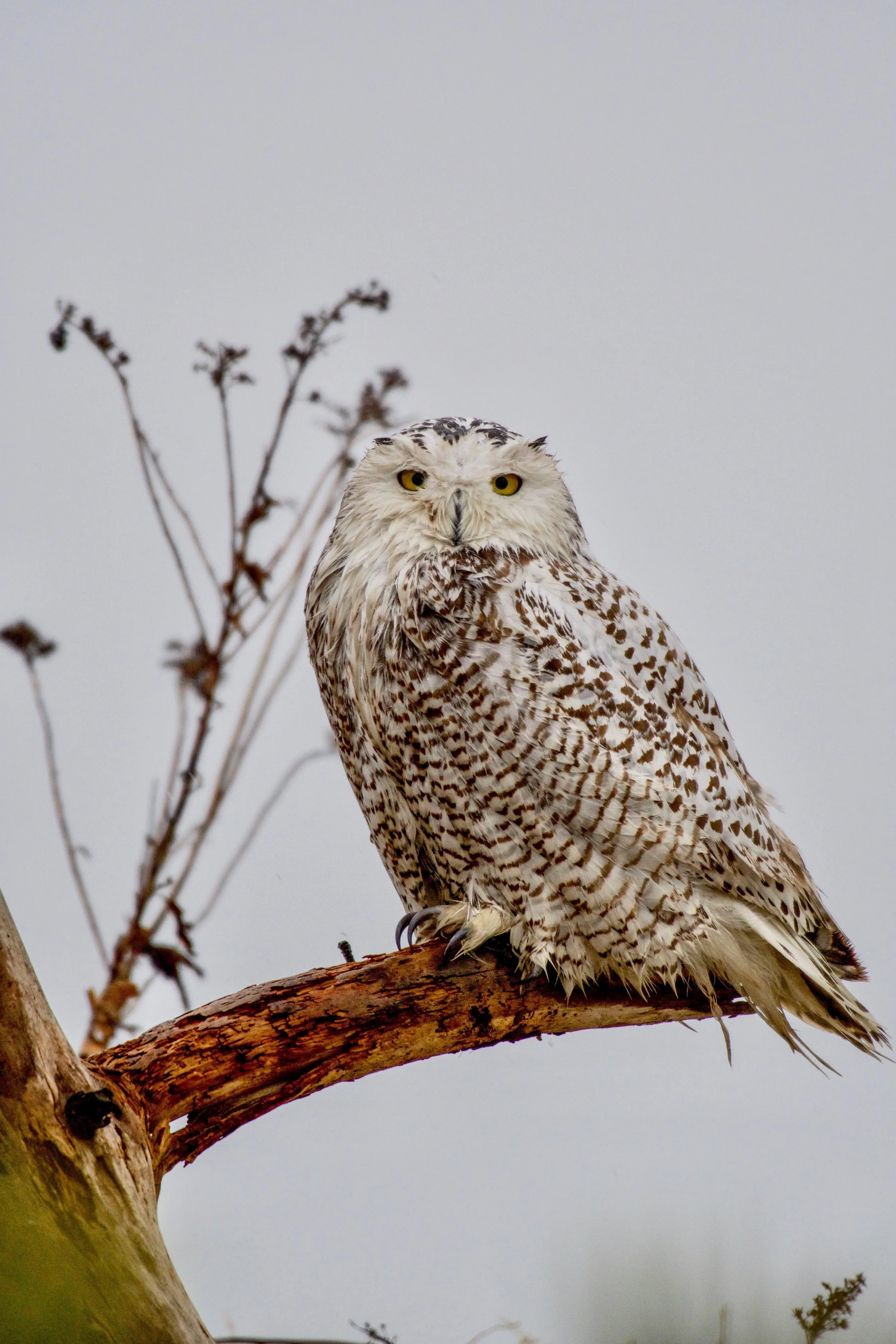 Snowy Owl.