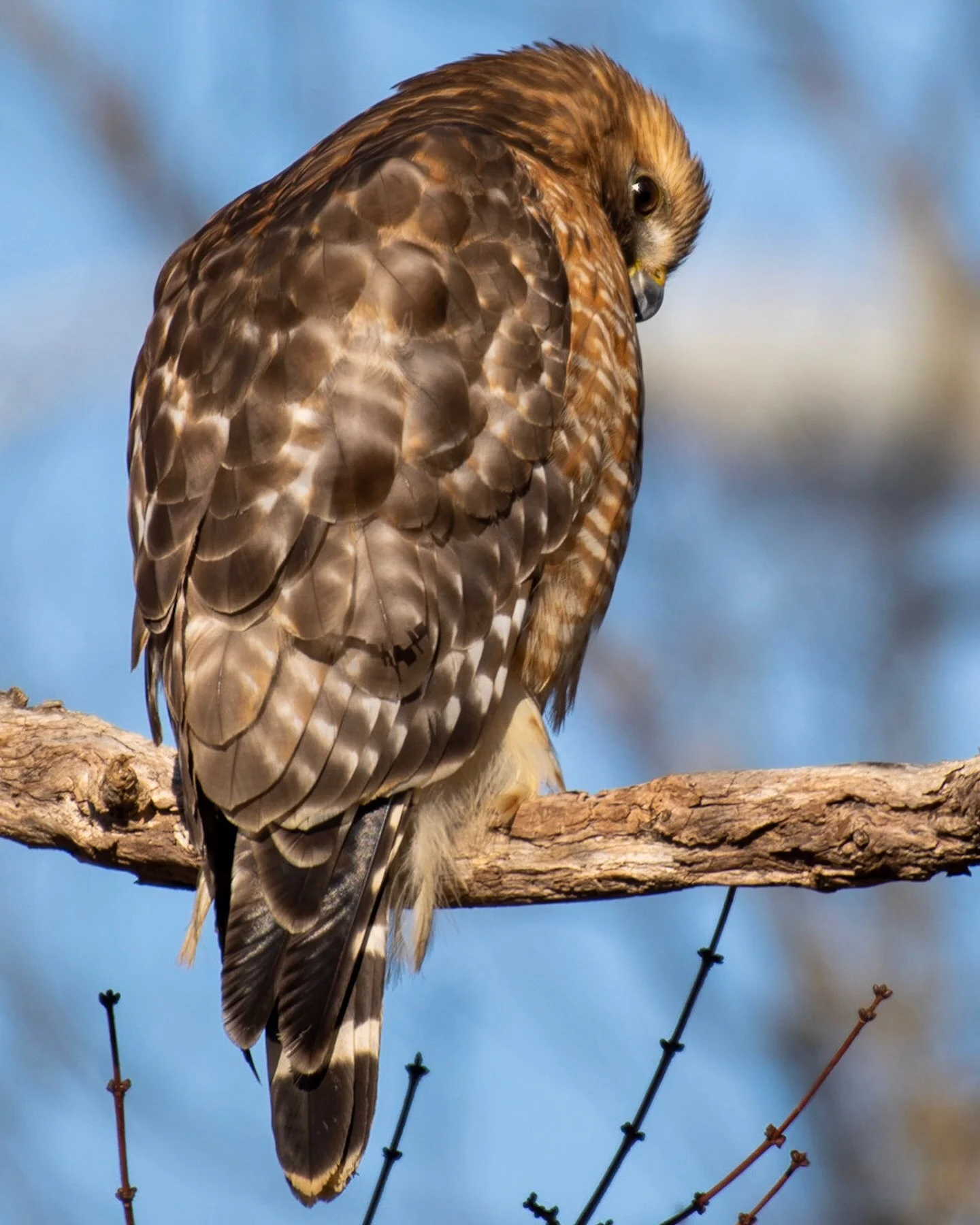 Red Shouldered Hawk
