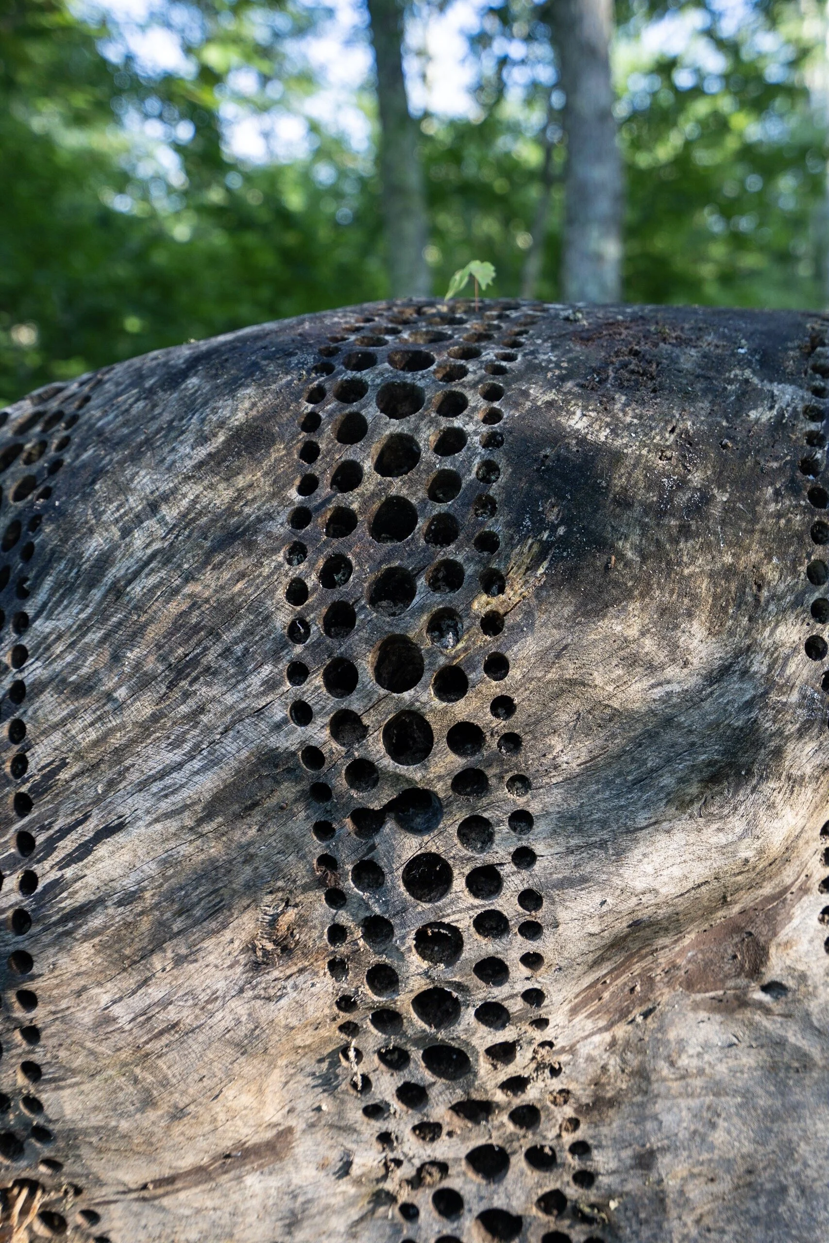 photo jul 08, 6 26 54 pm.JPG