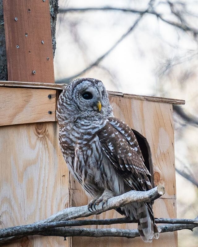 I watched the male owl come swooping through the trees a few days ago with a mouse in tow. He dropped it off to mama, posed on the perch for me and took off looking for more food! #connecticut #connecticutgram #connecticut_igers #owl #barredowl #elit