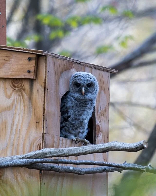 After months of watching the adults at my house and keeping my fingers crossed for some healthy babies to come, on Monday they finally showed their faces!! I&rsquo;ve got 2 and think there may be a third! #connecticut #connecticutgram #connecticut_ig
