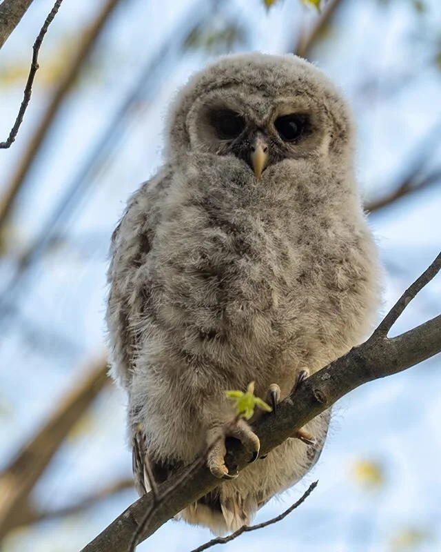 Barred owl baby number 2 has left the box! This was over the weekend, I spent quite a bit of time with both adults and this one baby in the woods. This little one definitely doesn&rsquo;t know how to use its wings too much yet as it sat in the same t