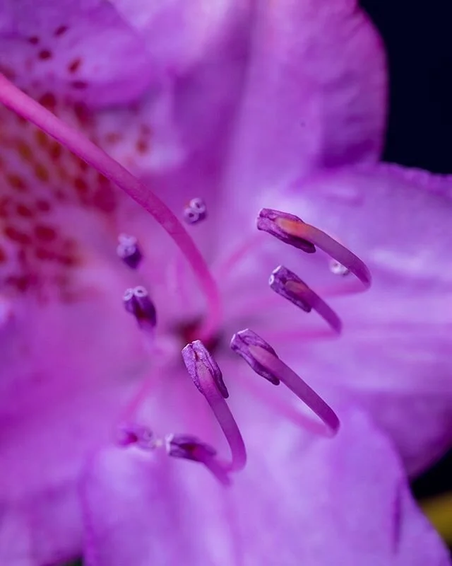 Little macro shot of a Rhododendrum. #macro #macrophotography #macro_captures_ #macros #macro_brilliance #macro #Rhododendrum #work #flower #flowers #macroflowers #macroflower #onlyinconnecticut #naturalconnecticut #garden #gardening #gardens #sonyal