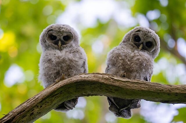 As usual when I got home yesterday I took a walk in the woods. I was photographing the oldest of the baby barred owls and I could hear it screeching back-and-forth to the other one that I know of. To my surprise when I found what I thought was going 