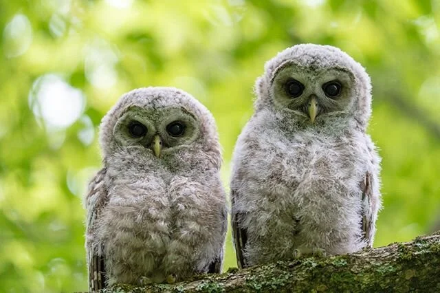 Omar (right) and Olympus (left) have been enjoying childhood, they sleep a lot still and eat whenever they can! I was out with them 2 of the past three nights for hours at a time. This photo they were about 20 feet away. Olympus and I were hanging ou