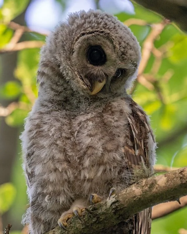 The middle baby barred owl at my house who we call Omar! This shot was taken on Monday when I got home from work. I photographed all three babies that evening right in the same area. This one had its eyes locked on the target and wouldn&rsquo;t even 