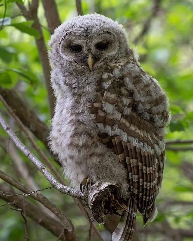 Here&rsquo;s a super up close full body shot of the youngest owl , Olympus. This was on Monday night when I went out to the woods. This was as low to the ground as I&rsquo;ve seen them. You can see he was at eye level. When I went out to the woods th
