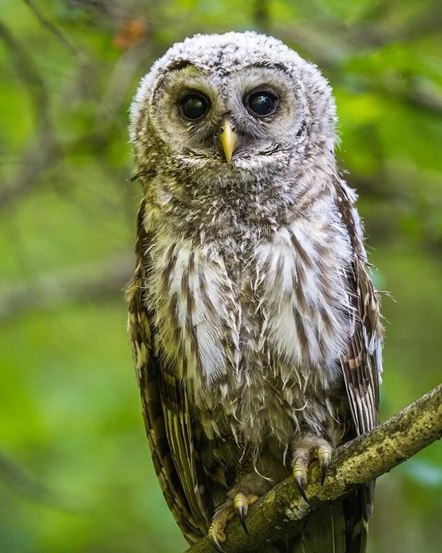 Just one of my little buddies staring at me the other night wondering again why I&rsquo;m pointing this big white camera lens at them! Finally got to photograph them in some absolutely perfect light a couple days ago which was very satisfactory! in! 