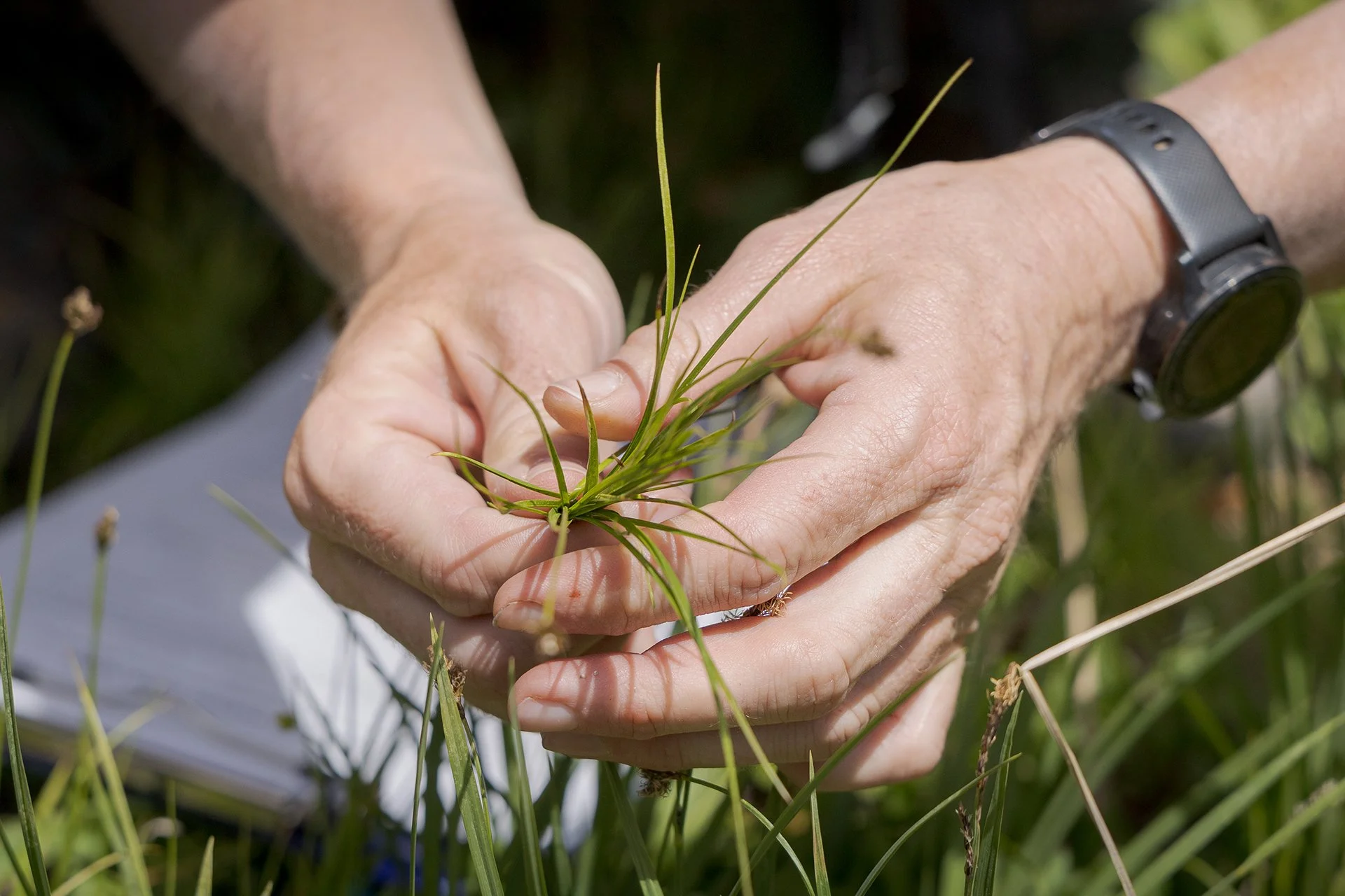 Sedge identification on Mt. Adams. Photo by Gretchen Kay Stuart