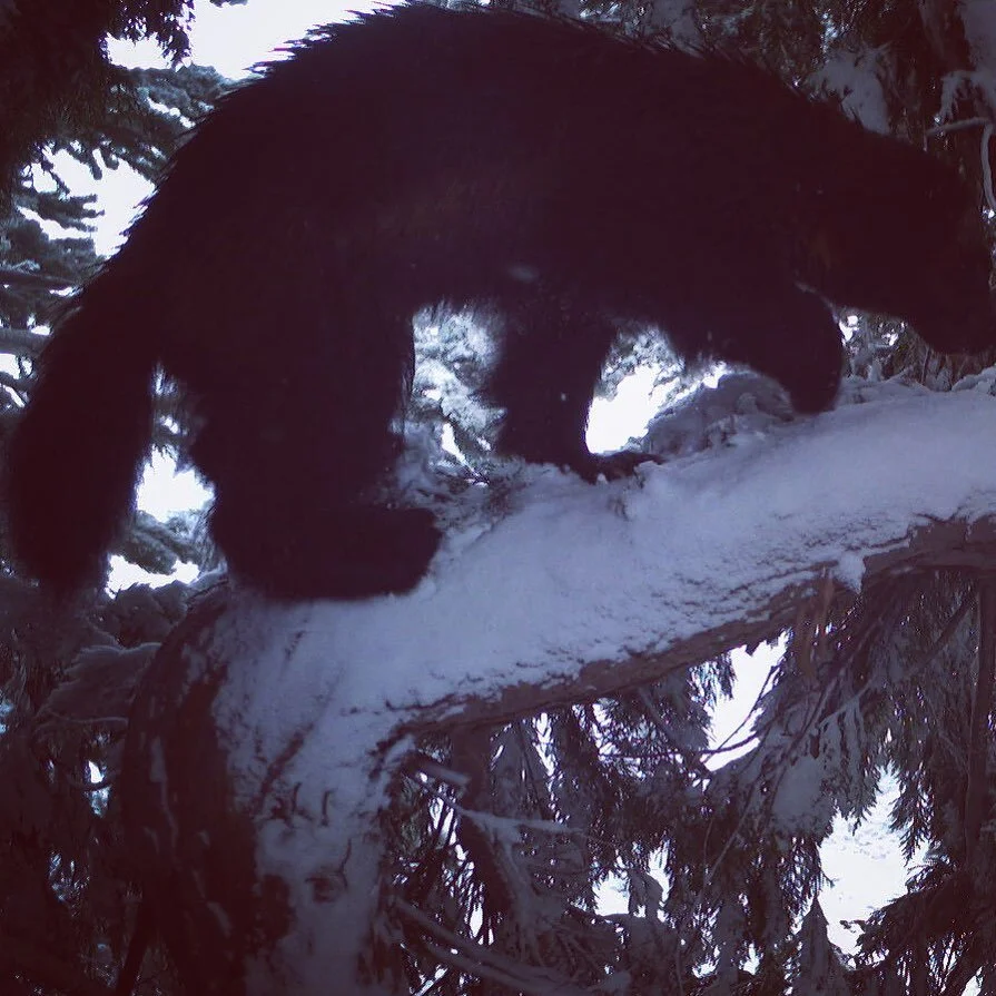Wolverine in profile coming up onto a cedar tree, bent by snow, to find a beaver bait.