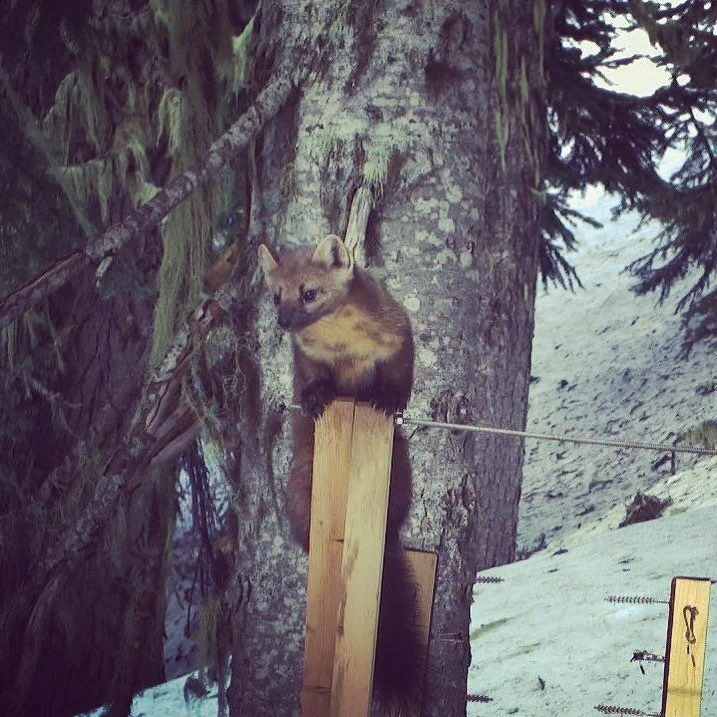 Pacific marten (Martes caurina) at an Integrated Monitoring Station in the Goat Rocks Wilderness. These stations integrate cameras with DNA collection so we can identify individuals and species via both photographs and DNA, and allow us to assess how