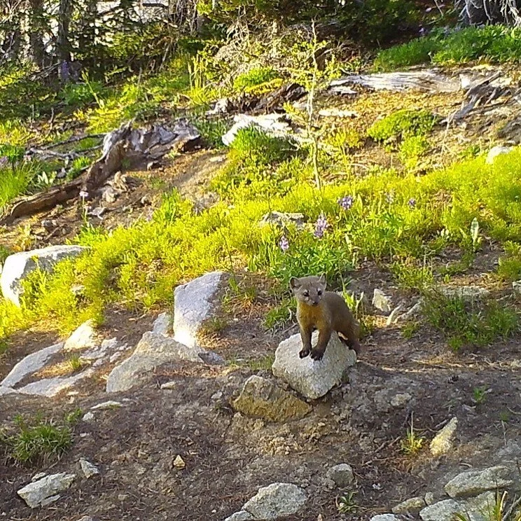 Pacific marten resting on a rock along a trail above Stehekin in North Cascades National Park. This photo is from a 2-year effort to study carnivore predation in the park with Washington State University.