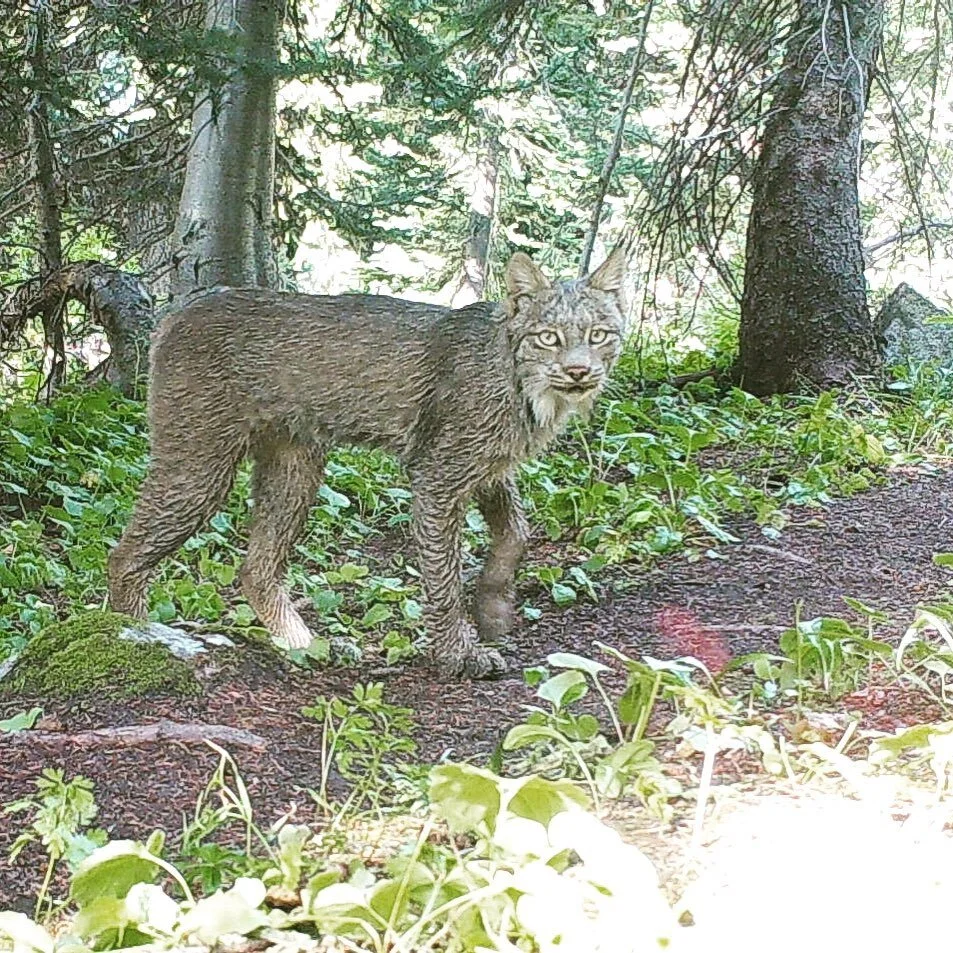 Canada lynx in North Cascades National Park. We spent the past 3 summers collecting data on carnivore presence and their food habits in the North Cascades Ecosystem to study who eats what and how interactions amongst carnivores may shift with climate