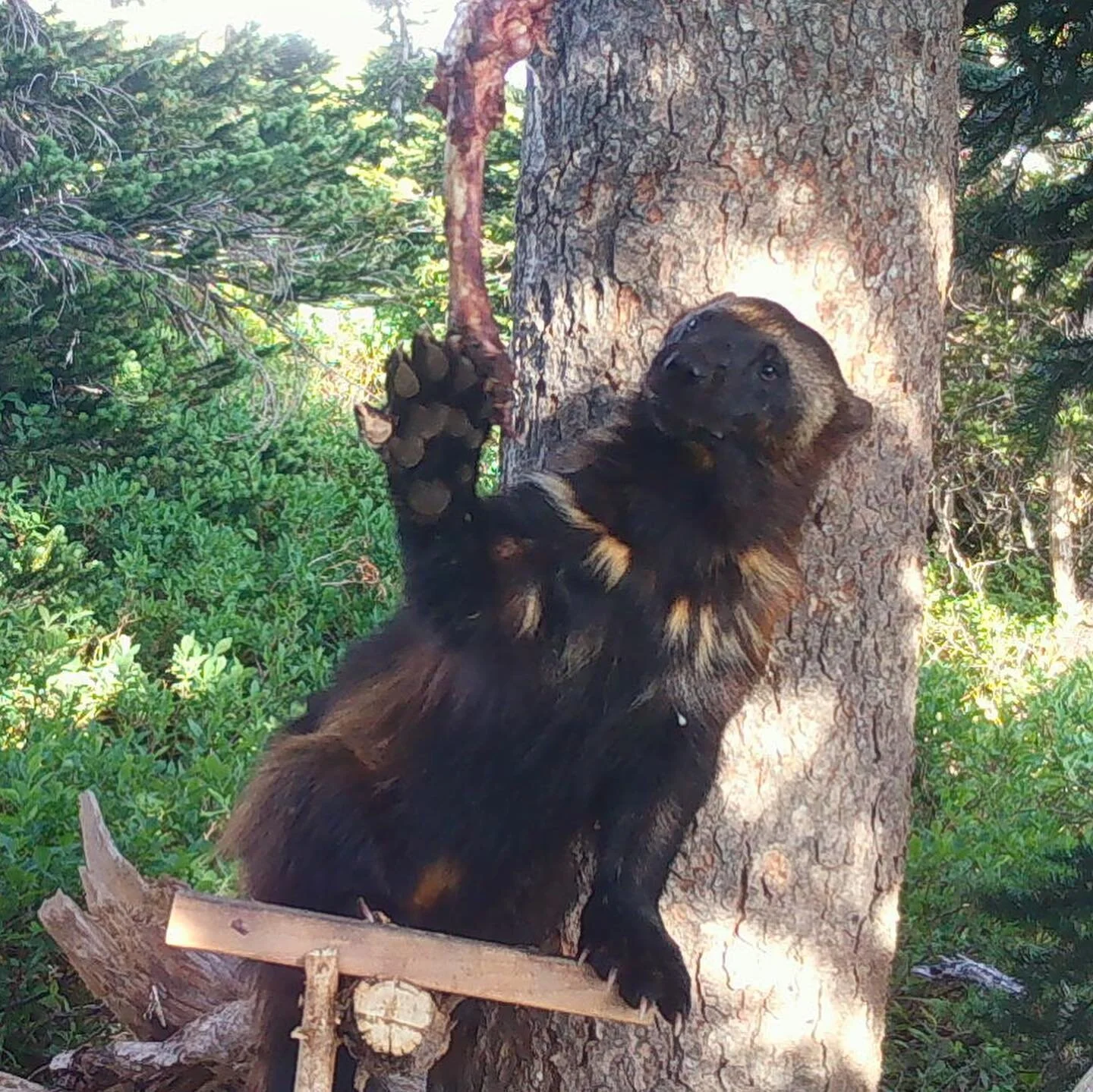 Thank you everyone for your incredible support this year! HAPPY NEW YEAR! ❤️ 🐾 Donate at least $20 today and we’ll send you a blue CCP T-Shirt!