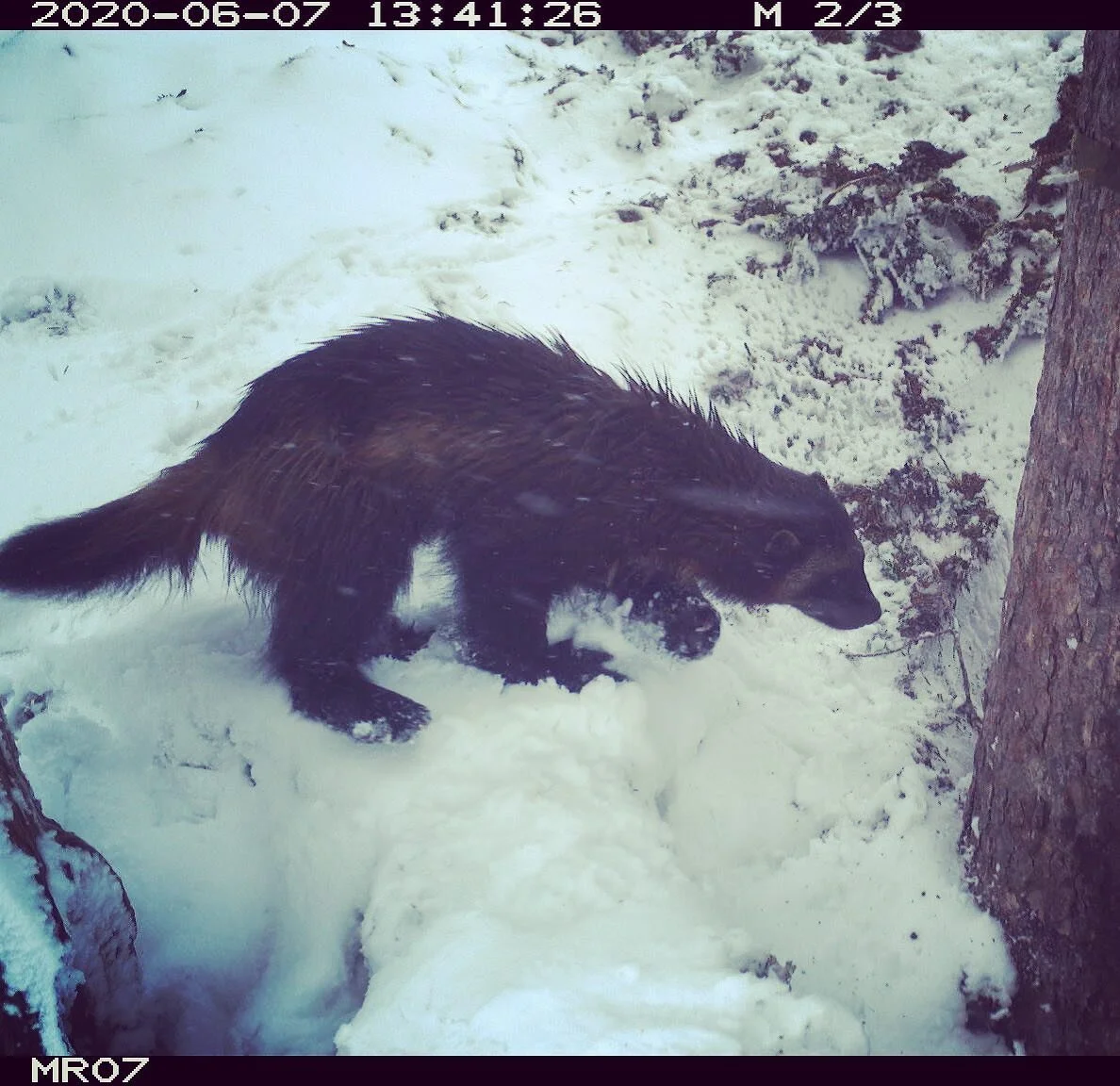 Wolverine in a snowstorm on Mount Rainier this past summer! #gulogulo