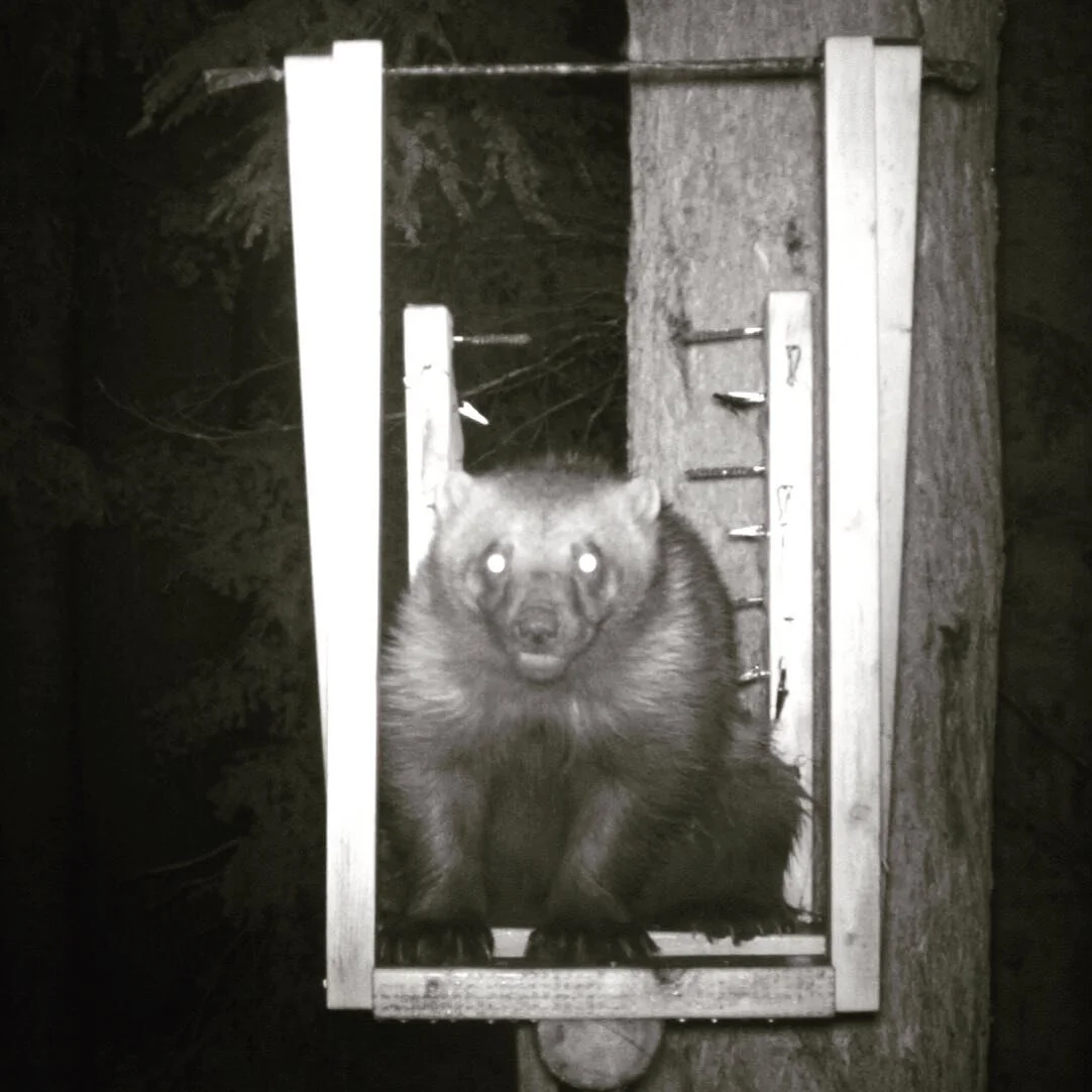 Stunned by the flash? Probably. This male wolverine that we nicknamed Van has been roaming the South Cascades since at least 2017 when we first documented him. He bred last spring with a Mount Rainier female nicknamed Joni. #gulogulo