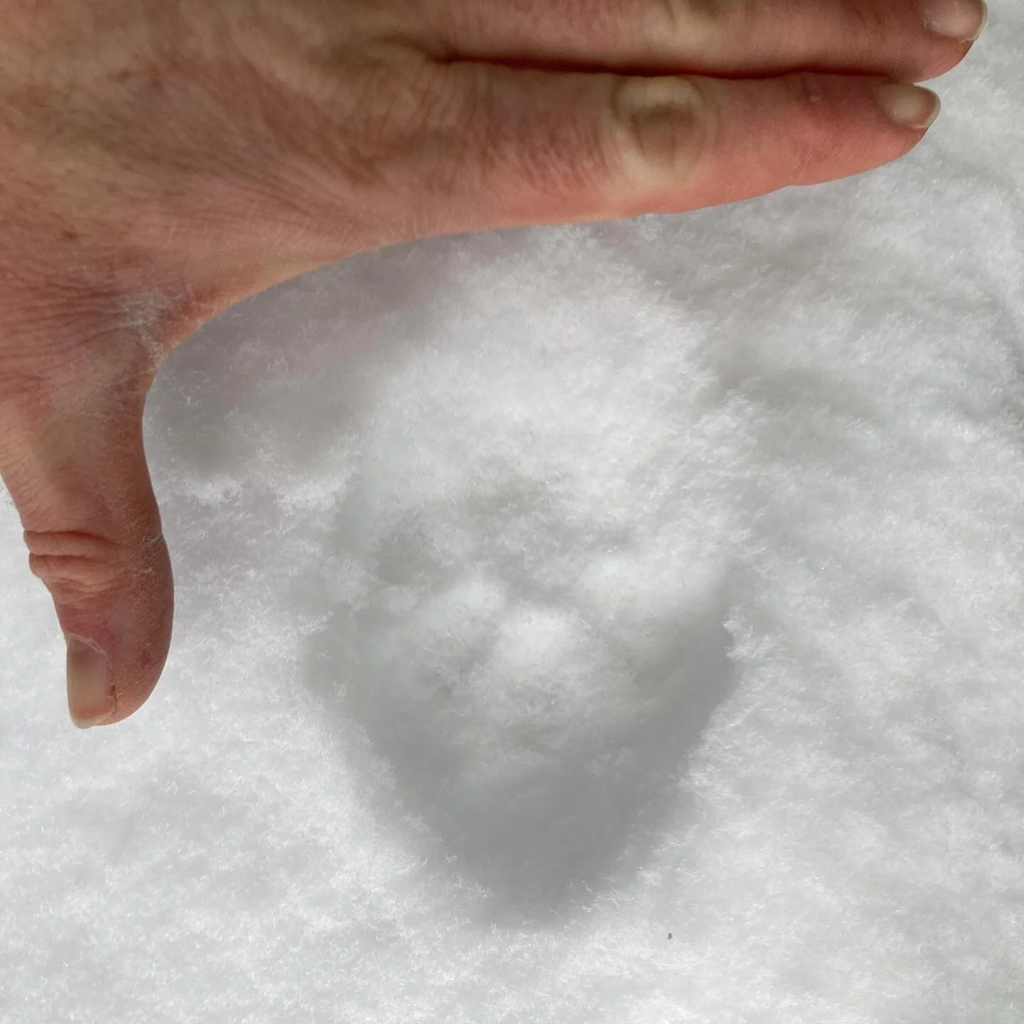 Bobcat tracks on Mount Hood