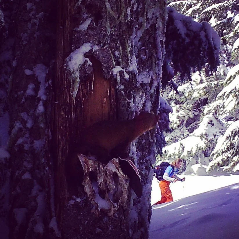 Pacific marten peering out at a lone backcountry skier in Washington’s Central Cascades