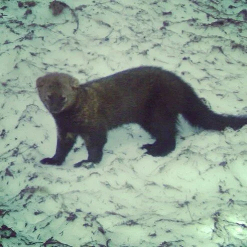 Fisher near Skyline Lake