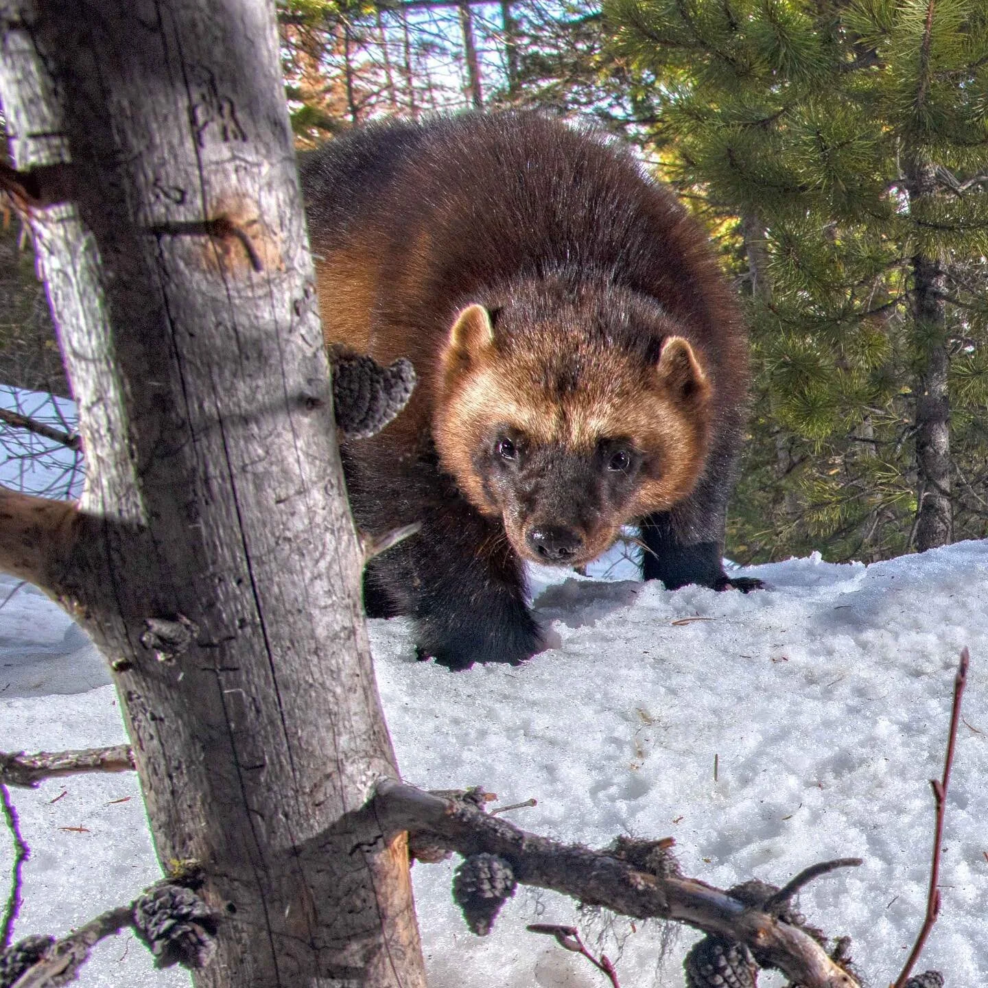Wolverine M6 on the Helena National Forest captured in this incredible shot by our friend @kalonbaughan in partnership with @mpg_ranch They are conducting some really cool wolverine monitoring. See more of Kalon’s incredible artwork at the link