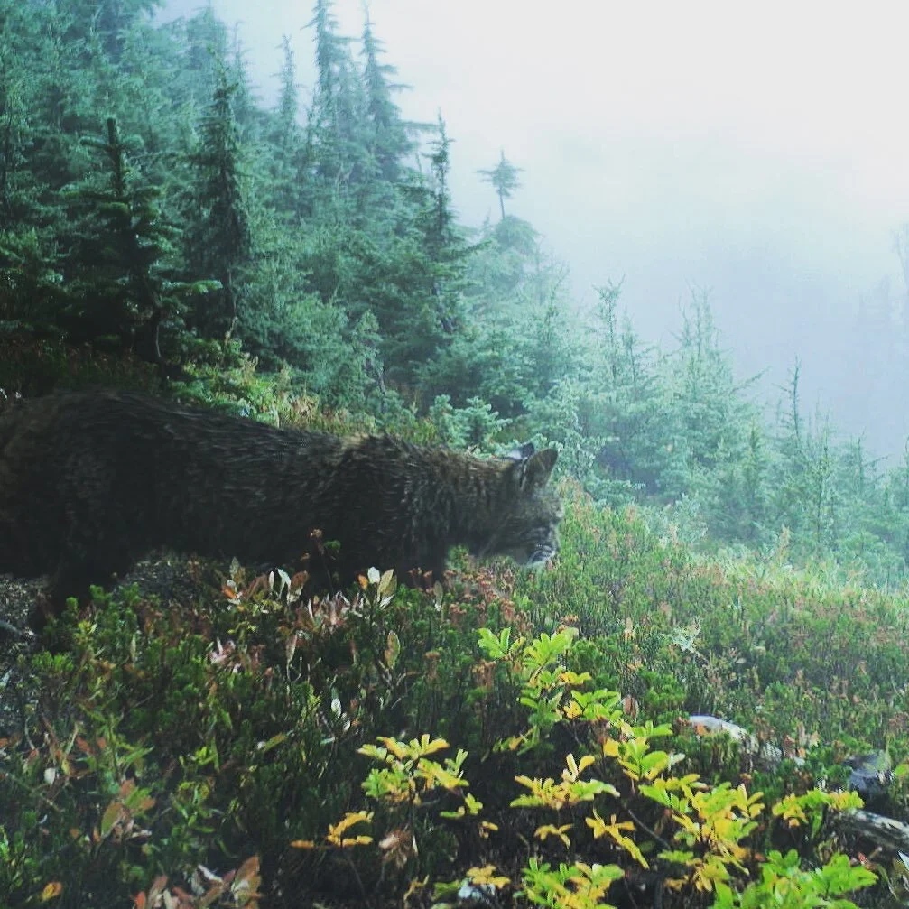Bobcat on Tamanos Peak last summer. This little notch on a ridge northeast of Mount Rainier proper drew a whole slew of critters #mountrainier #washington #boredofhashtags