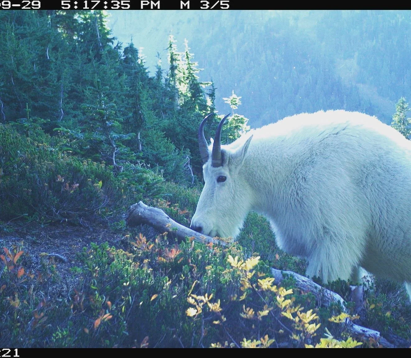 Mountain goat in a little gap on the NE side of Mount Rainier.