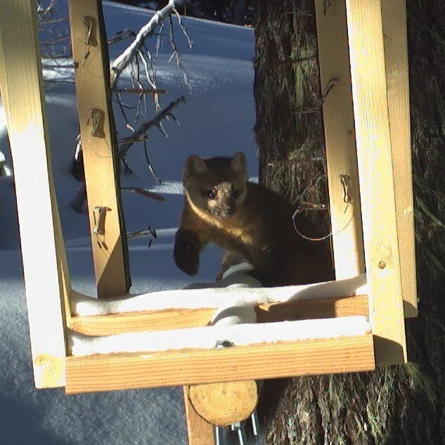 Pacific marten at an integrated wolverine monitoring station m Washington’s South Cascades.