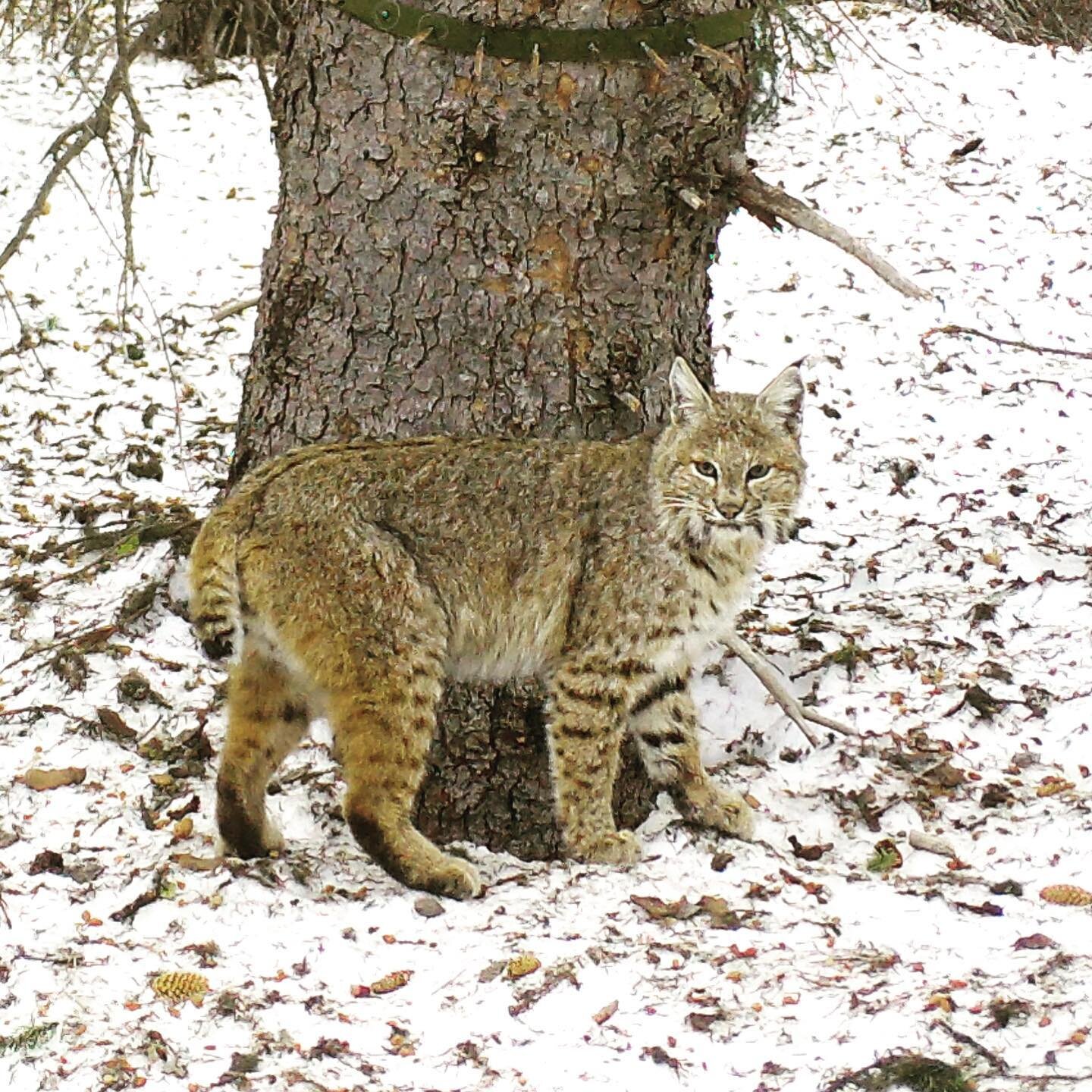 Bobcat (Lynx rufus) on Bethel Ridge, east of Mount Rainier