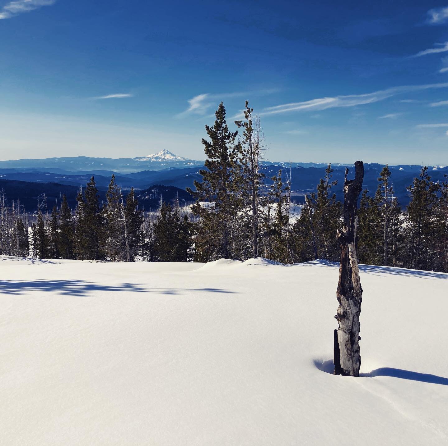 Spring has sprung, even at high elevations in the Cascades. The snow is melting, corn snow is forming, Clark&rsquo;s nutcrackers are nesting, temps are rising. We enjoyed a gorgeous day on Mount Adams yesterday looking for wolverines and foxes, and t