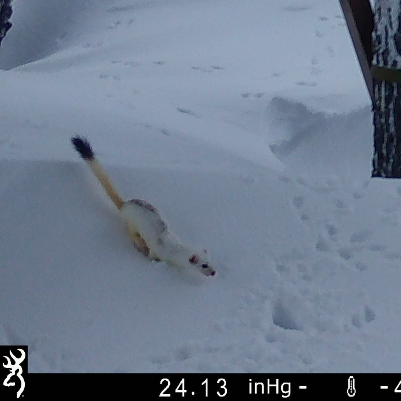 Long or short (ermine) -tailed weasel in the snow? #mustelafrenata #mustelaerminea