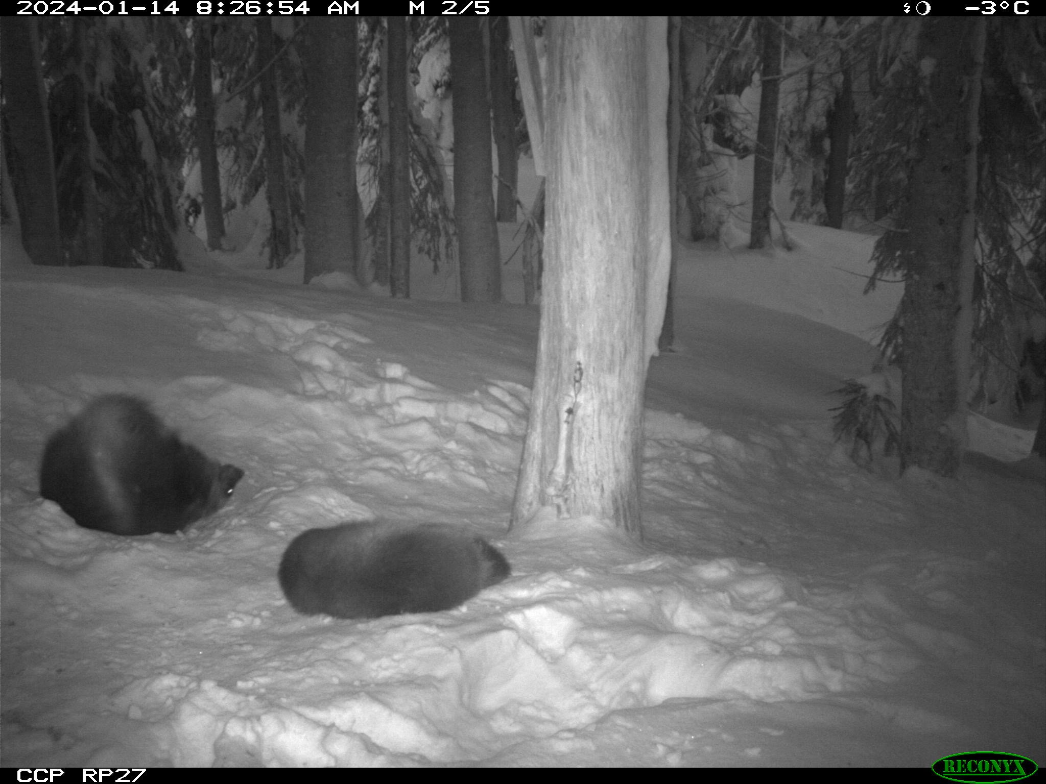 1-year-old brothers resting...