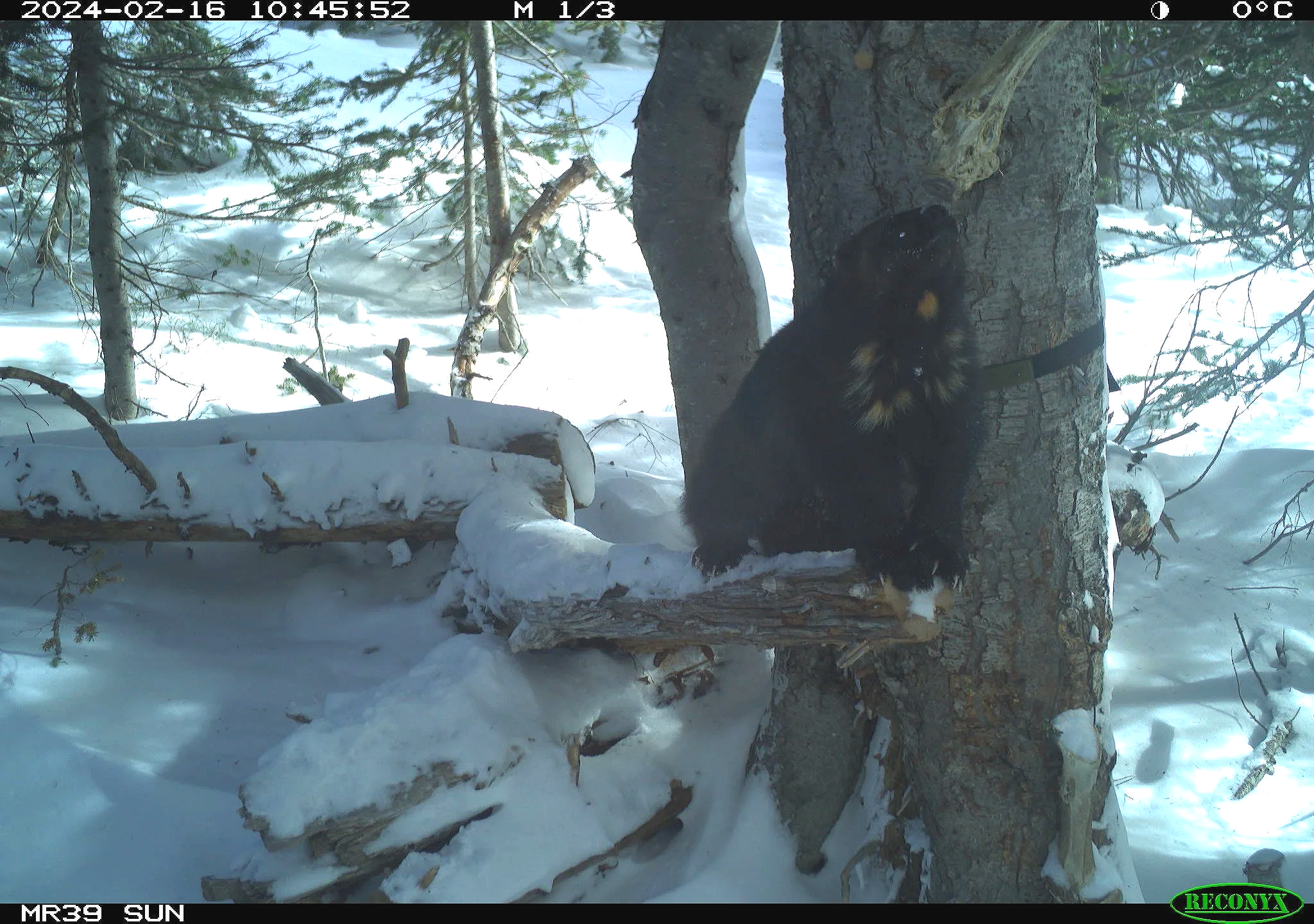 Father, Van visits a station.