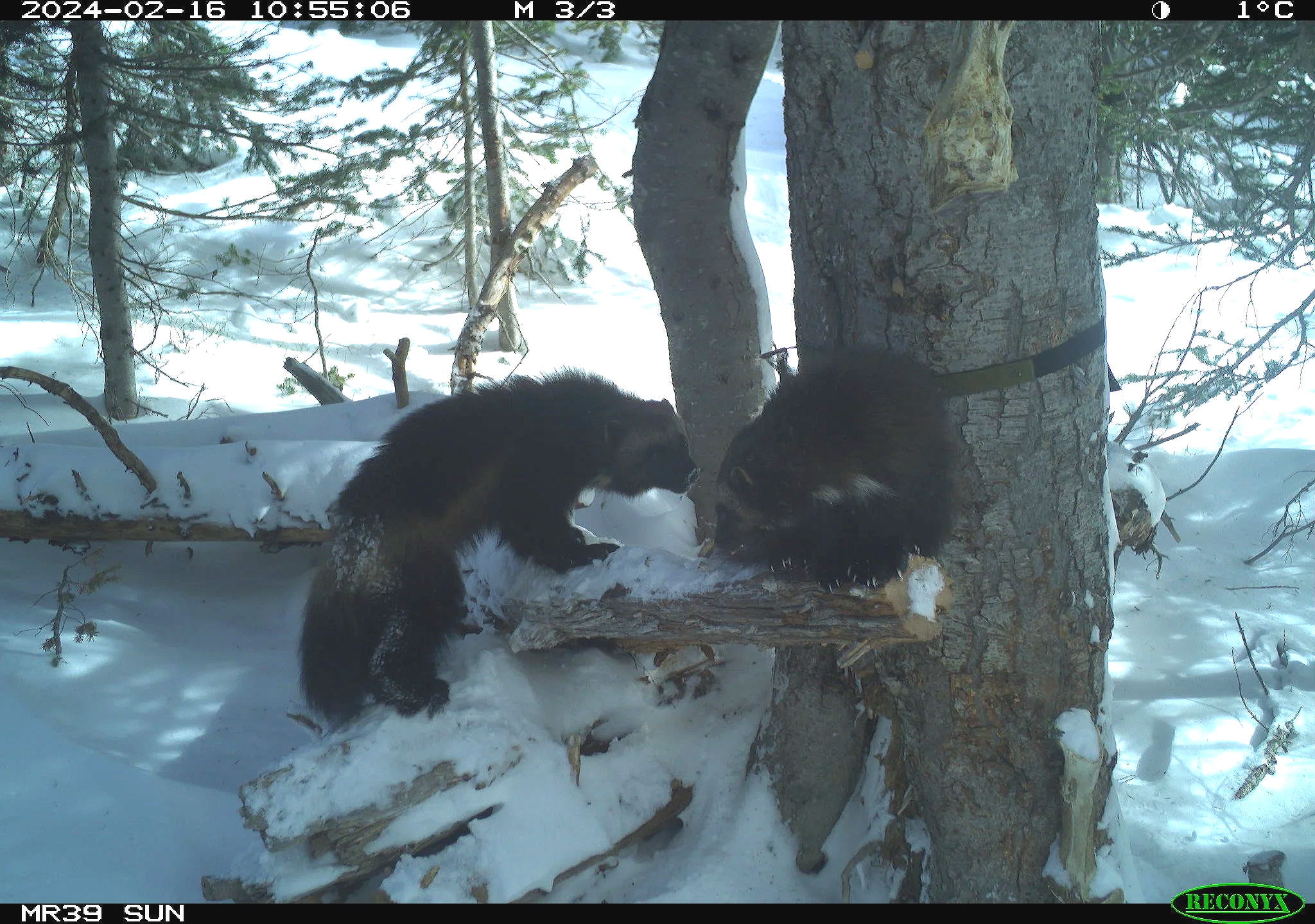 His 1 and 2 year old offspring.