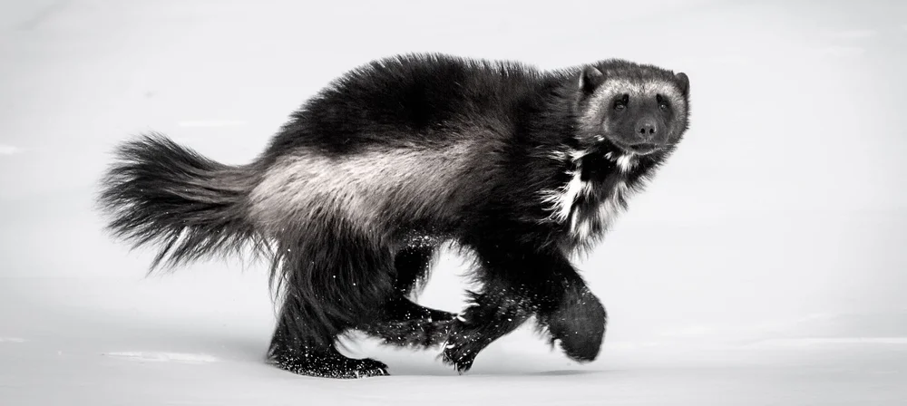 Cascades Carnivore Project