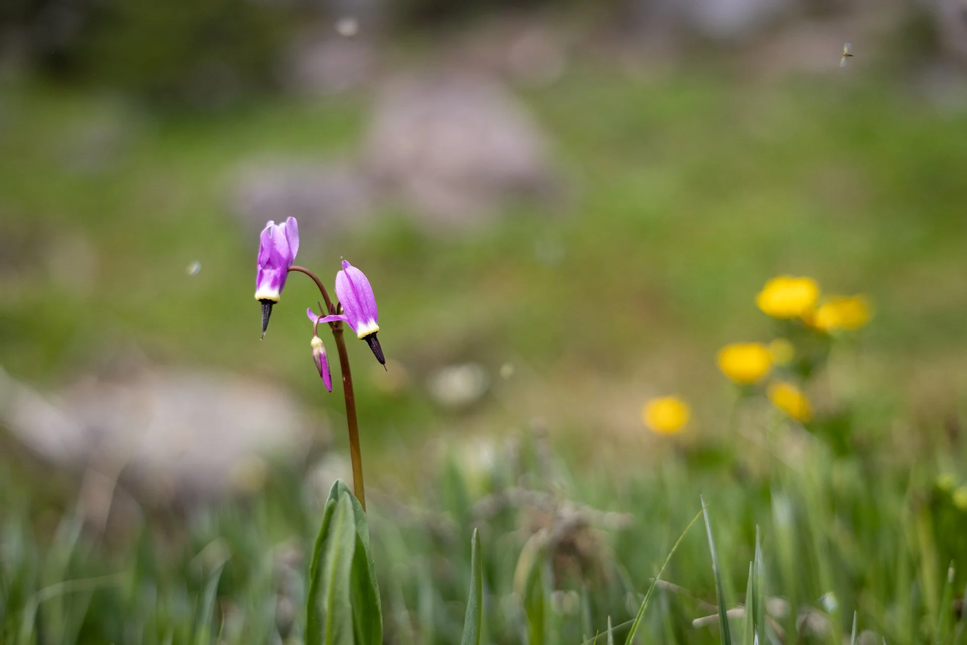 Wildflowers are beginning to fill in the meadows in Cascade red fox habitat. Photo by Gretchen Kay Stuart