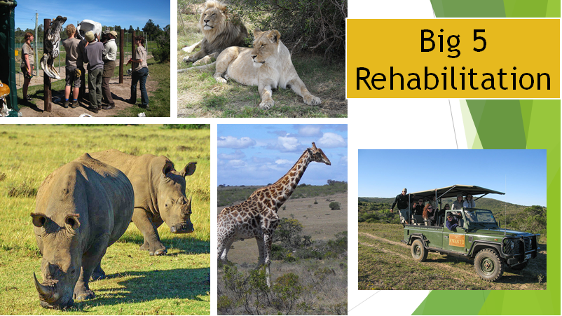 Big 5 Rehabilitation - Esta reserva - safari visa contribuir para a reabilitação de animais de grande porte como elefantes, leões, rinocerontes, leopardos e búfalos bem como a manutenção da reserva. A popularidade desse projeto é uma oportunidade maravilhosa para fazer amigos de todo o mundo.