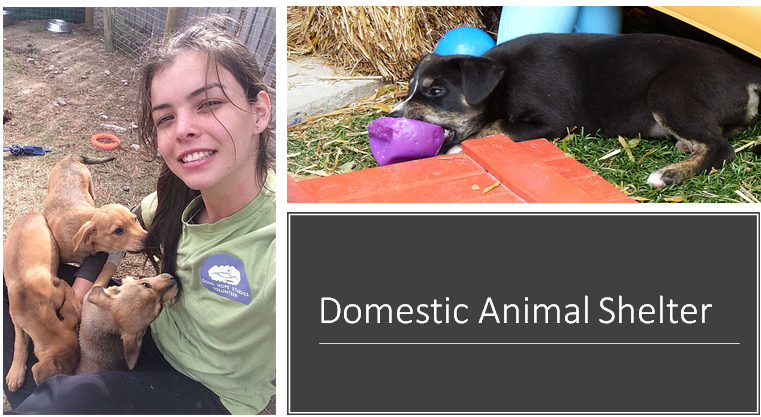 1 Este centro é uma organização pró-vida sem fins lucrativos cujo principal objetivo é resgatar, reabilitar, recolocar cães e gatos abandonados, abusados negligenciados.